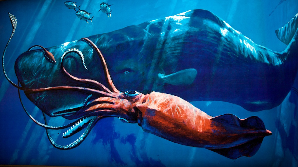 colossal squid vs sperm whale